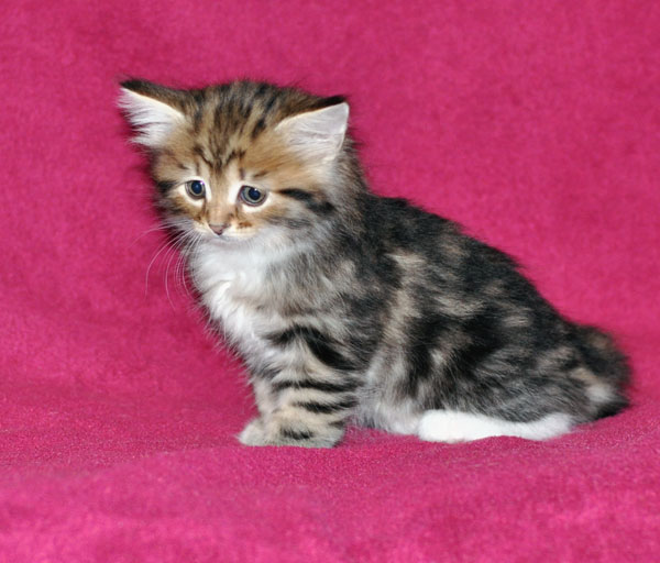 siberian kitten toronto