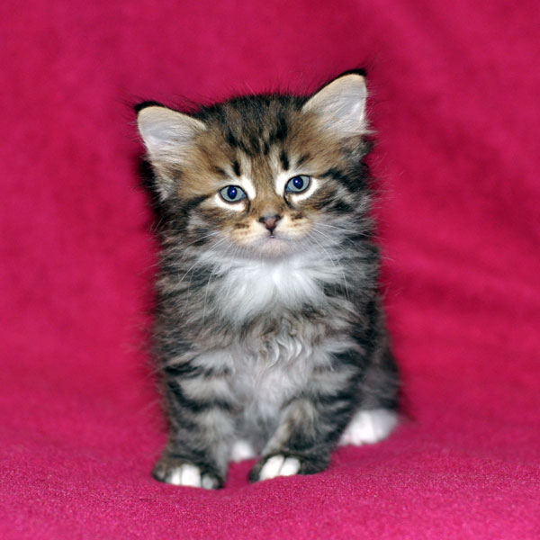 siberian kitten vancouver