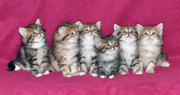 siberian kittens