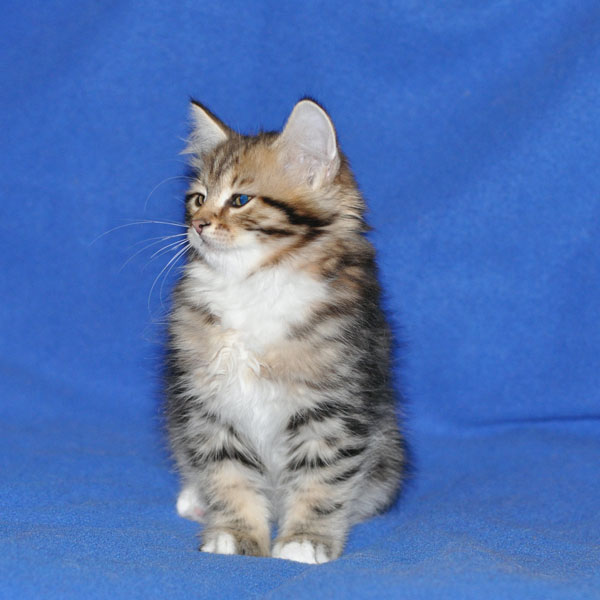 siberian kitten alberta