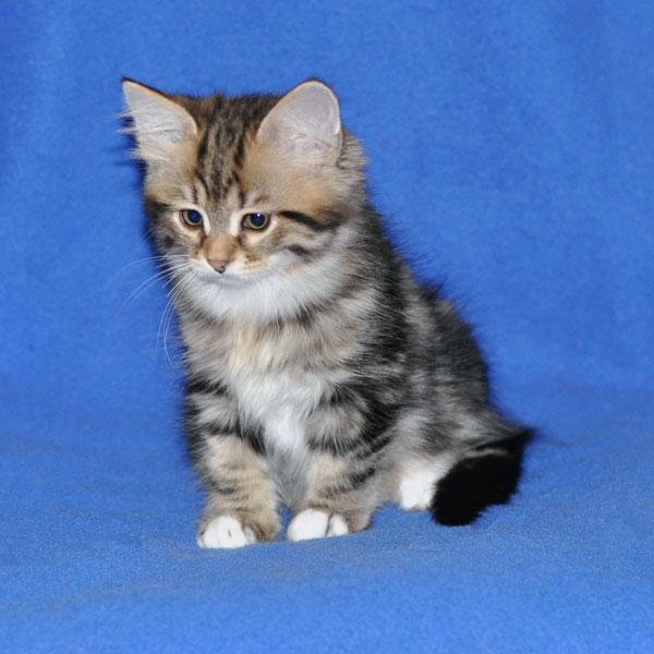 siberian kitten edmonton