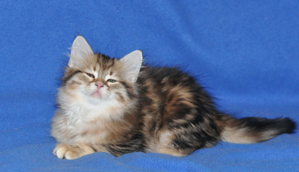 siberian kitten maritimes