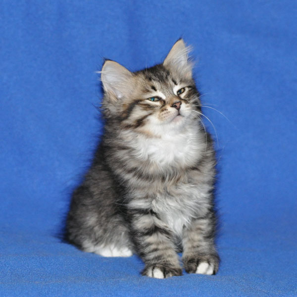 siberian kitten newfoundland