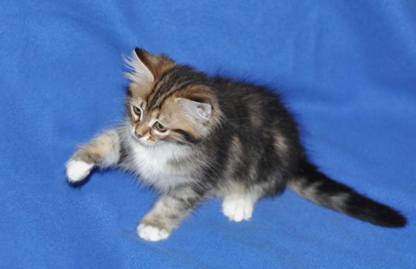 siberian kitten ontario