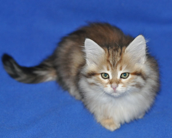 siberian kitten quebec