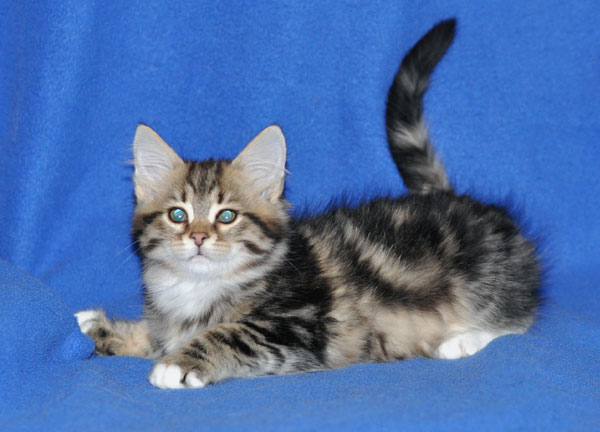 siberian kitten winnipeg