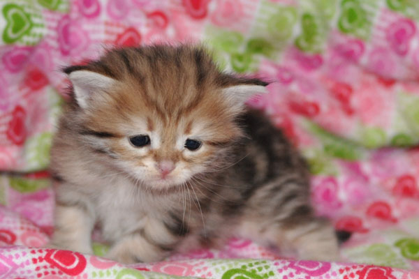 hypoallergenic-cat