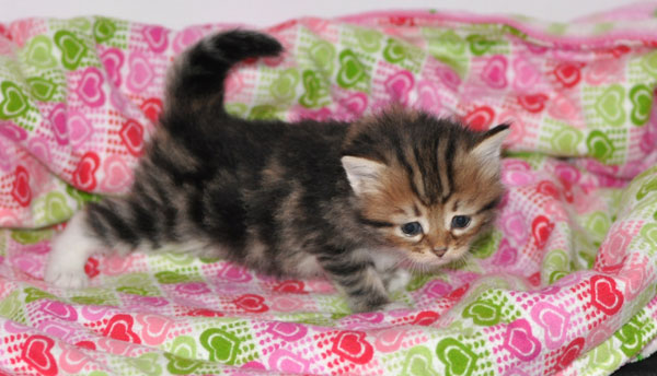 hypoallergenic-kitten