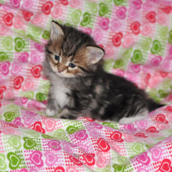 hypoallergenik-kitten-for-sale