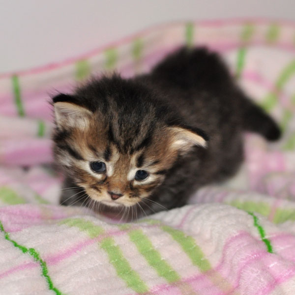 siberian-cat