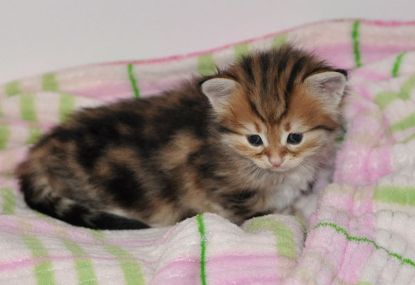siberian-kitten