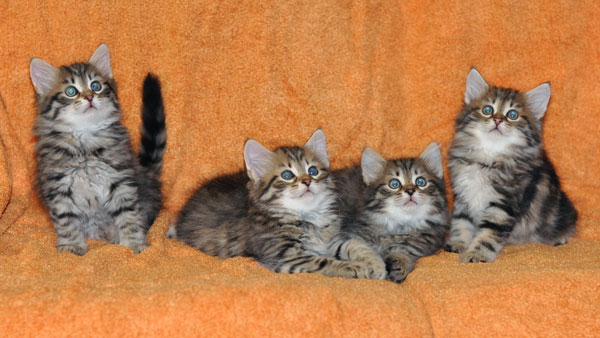 siberian cats