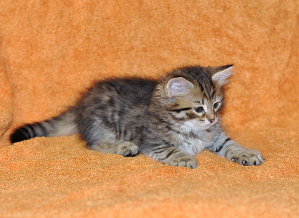 siberian kitten mississauga