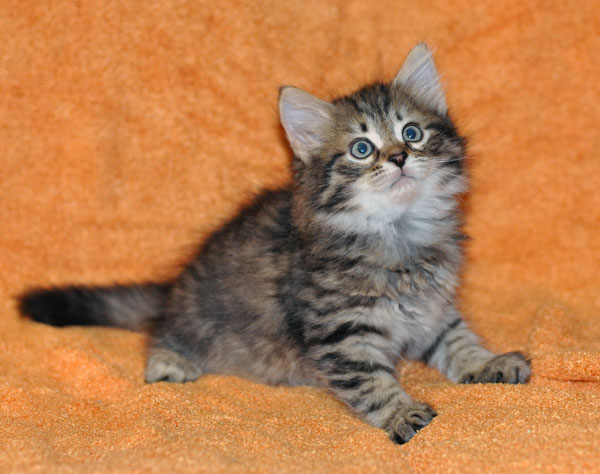 siberian kitten ontario