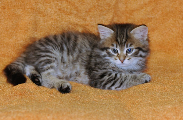 siberian kitten quebec