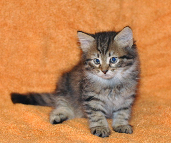 siberian kitten toronto