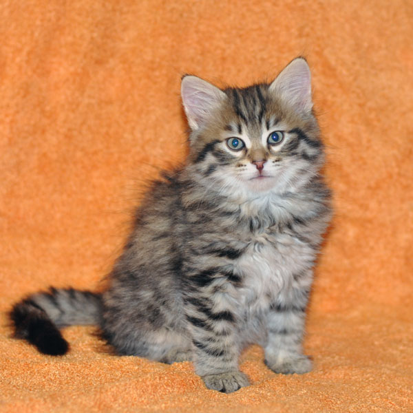 siberian kitten windsor