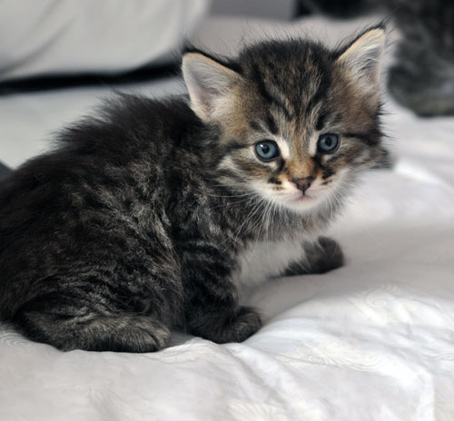 Siberian kitten ontario