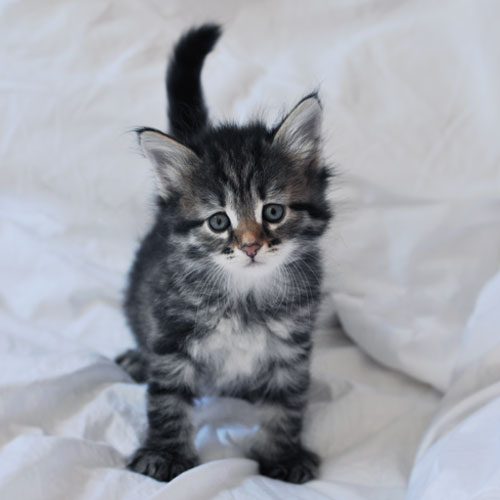 Siberian kitten ottawa
