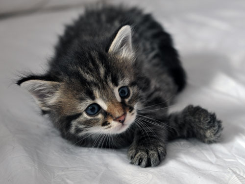 Siberian kitten quebec