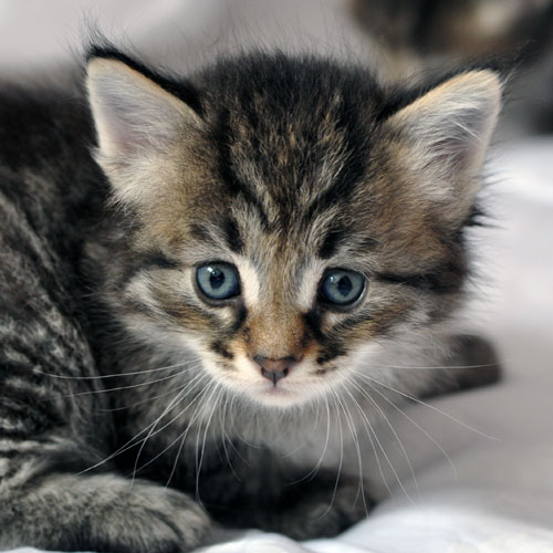 Siberian kitten toronto