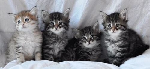 siberian kittens for sale