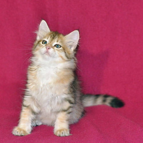 hypoallergenic kitten ontario