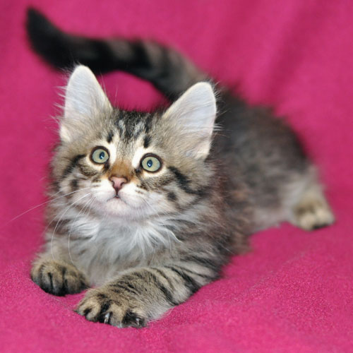 siberian cat canada