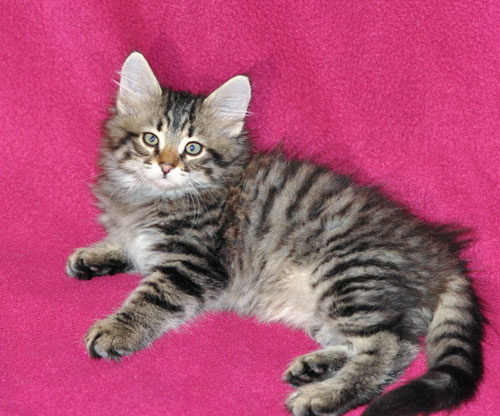 siberian kitten canada