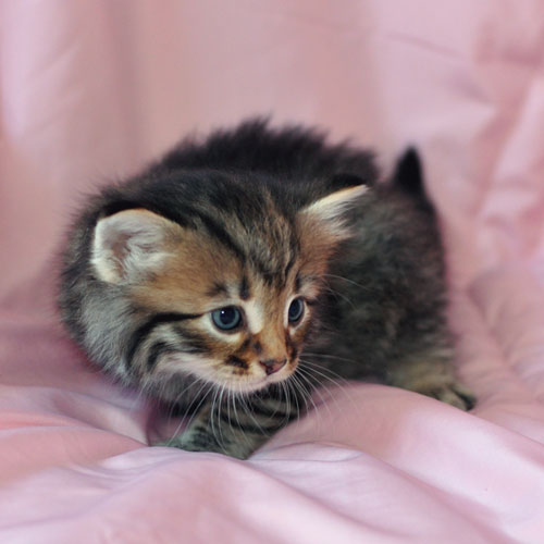 hypoallergenic kitten alberta