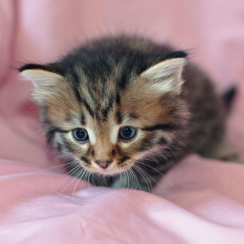 hypoallergenic kitten calgary