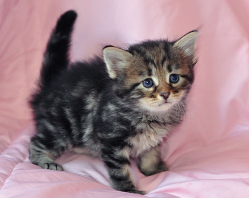 hypoallergenic kitten canada