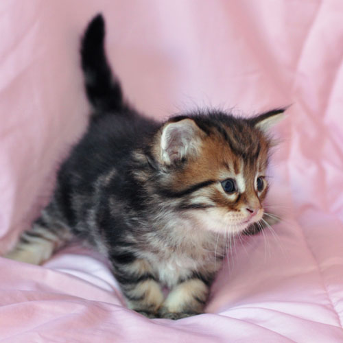 hypoallergenic kitten montreal