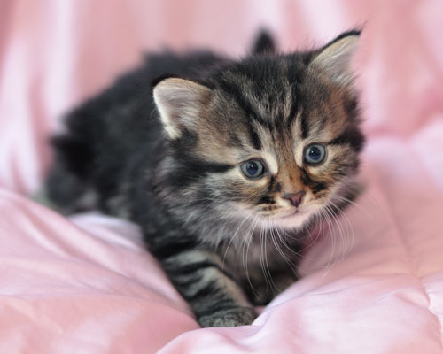 hypoallergenic kitten ontario