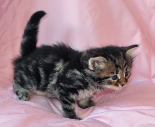 hypoallergenic kitten ottawa