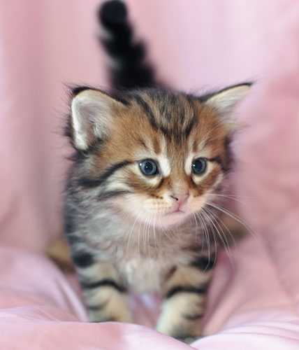 hypoallergenic kitten quebec