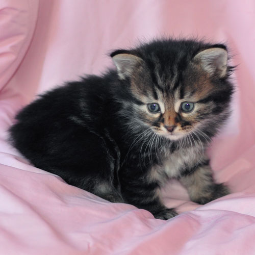 hypoallergenic kitten toronto