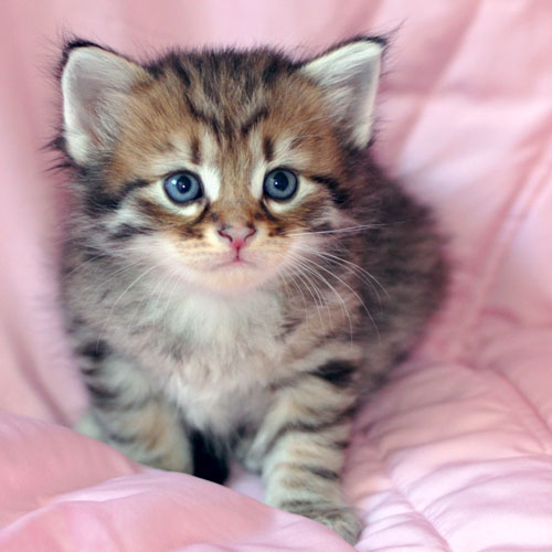 hypoallergenic kitten vancouver