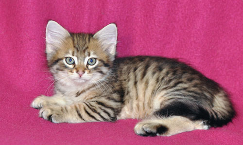 siberian kitten canada