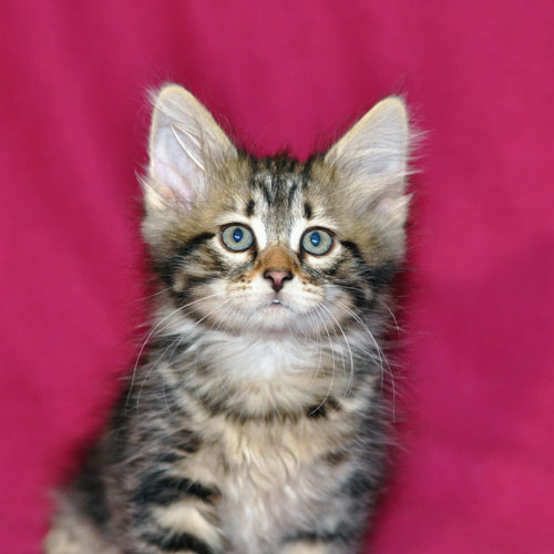 siberian kitten newfoundland