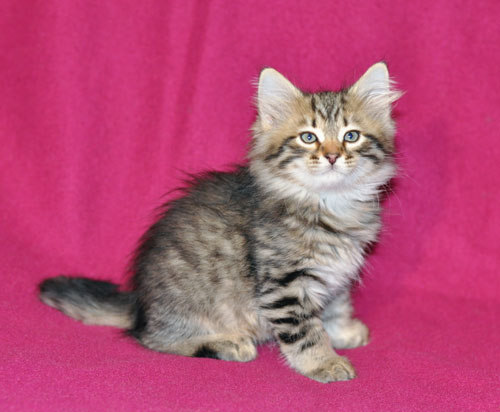 siberian kitten quebec