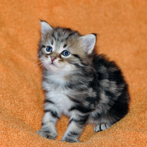 hypoallergenic kitten alberta
