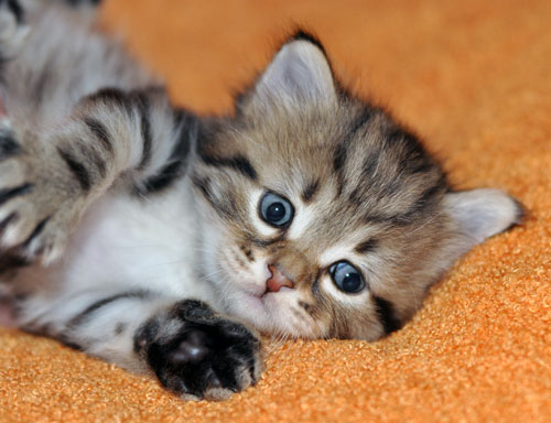 hypoallergenic kitten calgary