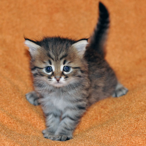 hypoallergenic kitten edmonton