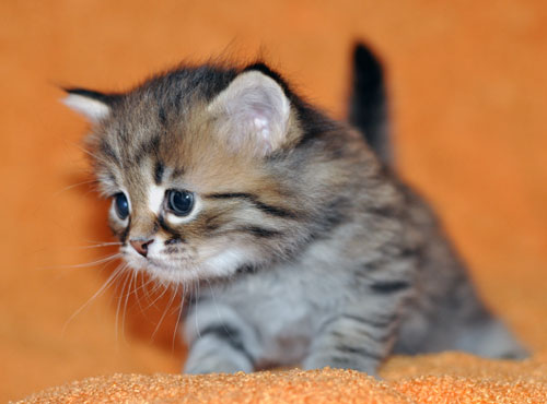 hypoallergenic kitten vancouver