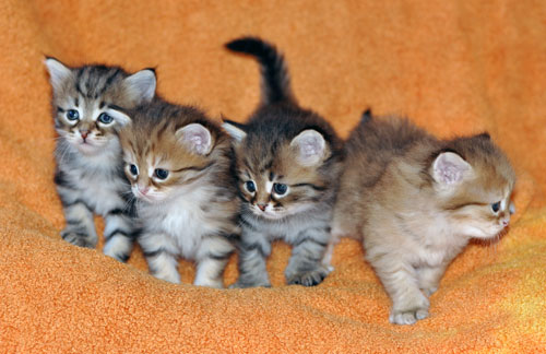 siberian kitten alberta