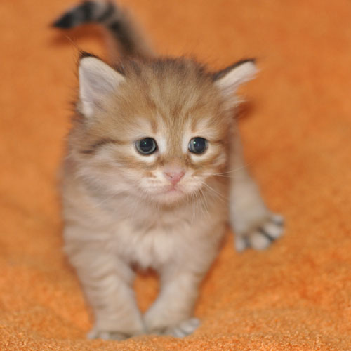 siberian kitten calgary