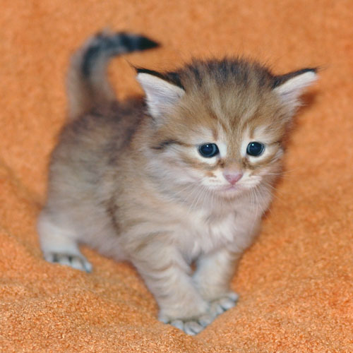 siberian kitten edmonton