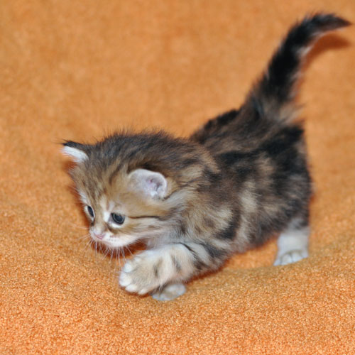 siberian kitten montreal