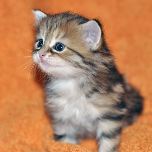 siberian kitten toronto